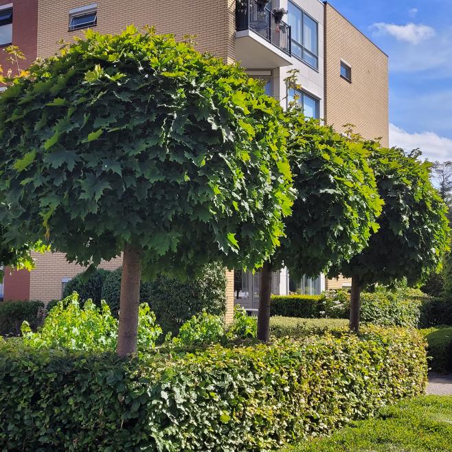 Strakke border met bolbomen